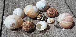Мушлі равлика для декору, 10 шт\уп