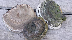 Гриб трутовик великий 16-22 см