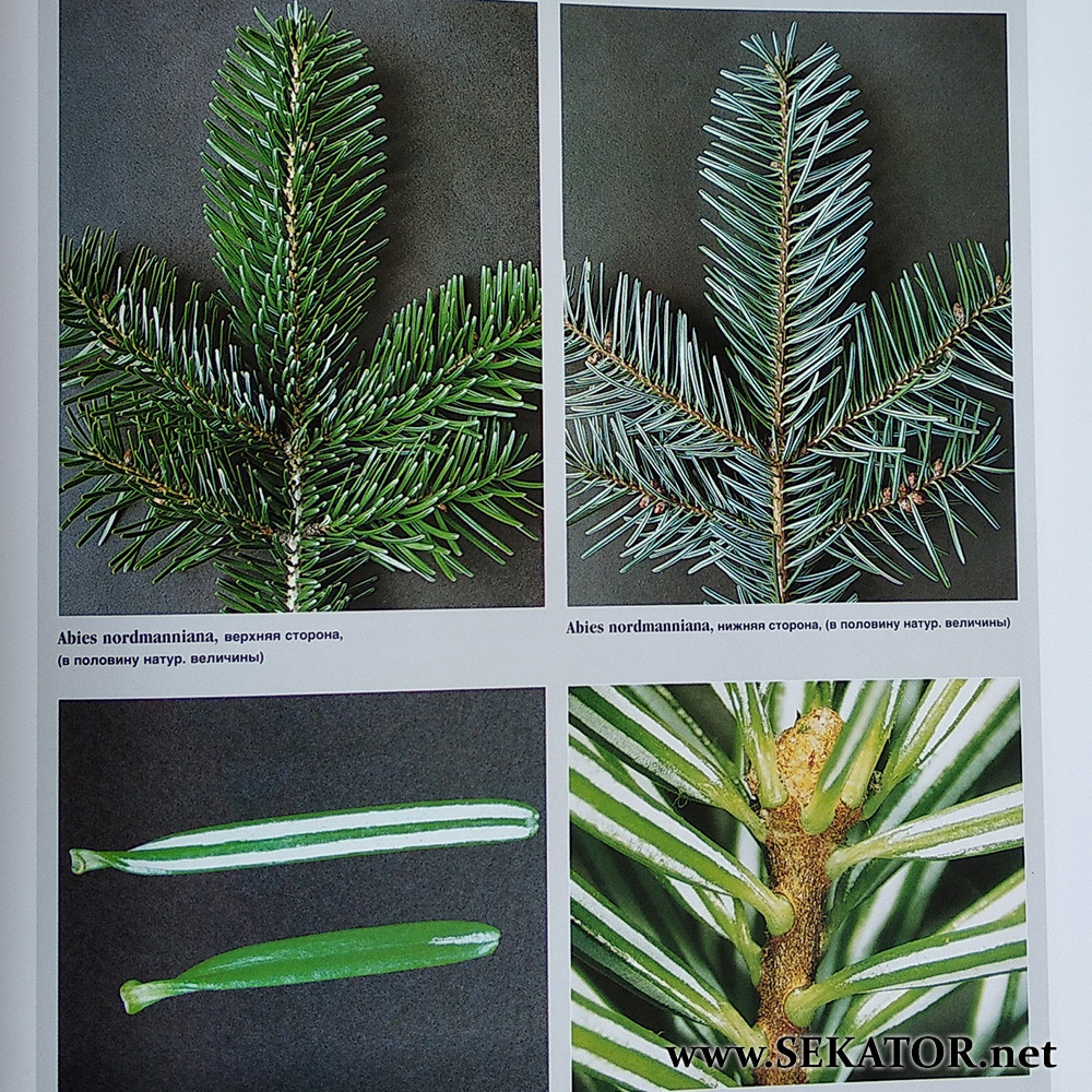 Большая книга древесных растений для ландшафтного дизайна издательства Brunges / Брунс - фото 5 - id-p686989866