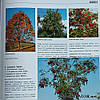 Велика книга деревних рослин для ландшафтного дизайну видавництва Bruns / Брунс, фото 7