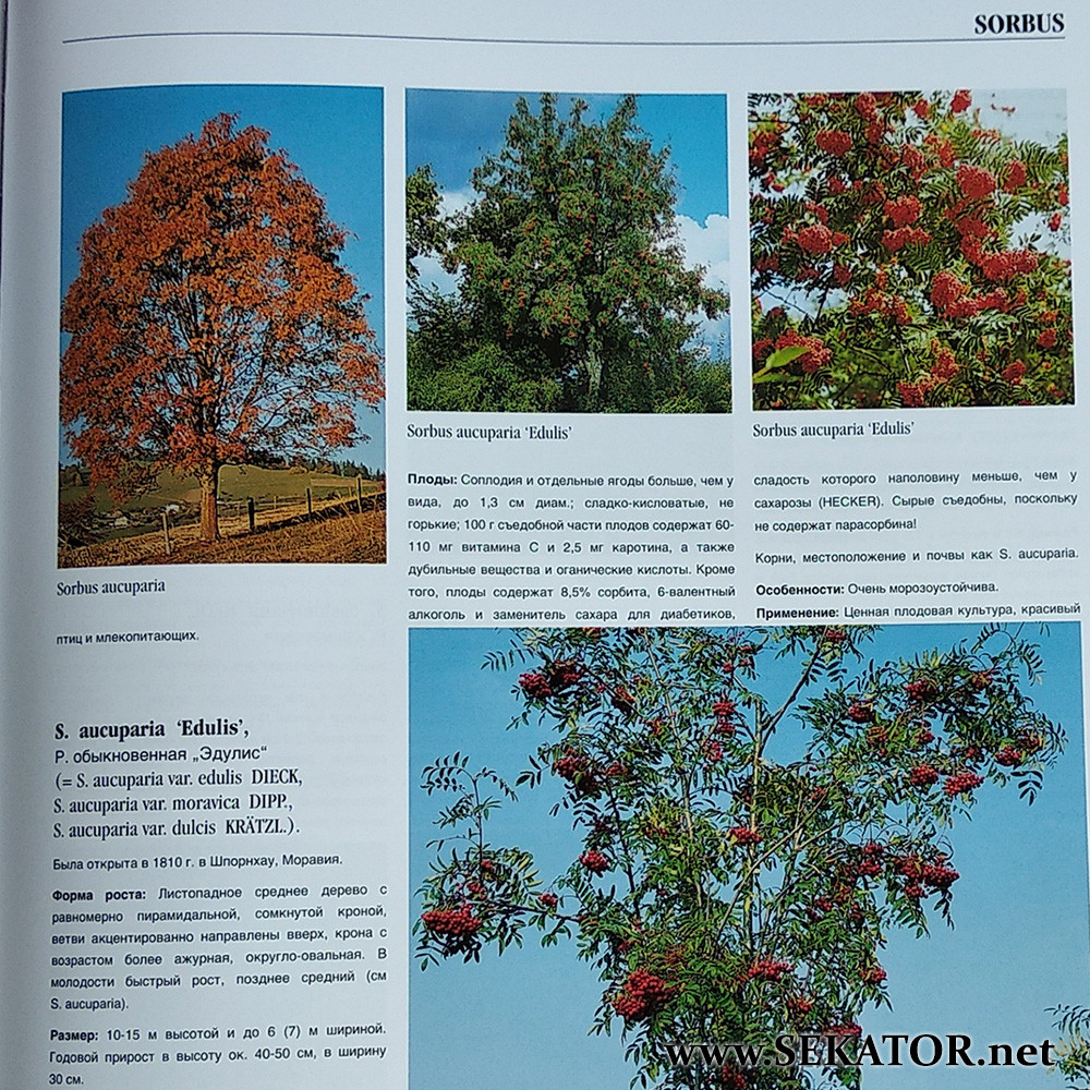 Большая книга древесных растений для ландшафтного дизайна издательства Brunges / Брунс - фото 7 - id-p686989866