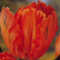 Луковиці тюльпанів папугних Orange Favourite 3 шт.