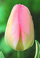 Луковиці тюльпанів тріумф Showbizz 3 шт.