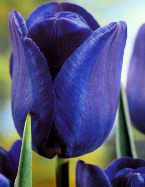 Луковиці тюльпанів тріумф Blue Aimable 3 шт.