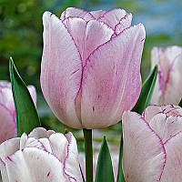 Луковиці тюльпанів тріумф Shirley 3 шт.