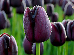 Луковиці тюльпанів тріумф Queen of Night 3 шт.