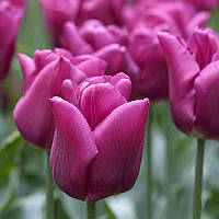 Луковиці тюльпанів тріумф Passionale 3 шт.