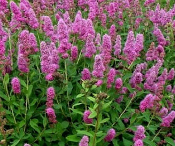 Спірея зволожена рожева Біларда