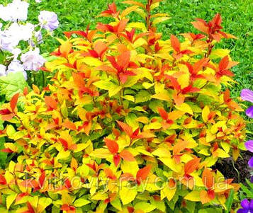 Спирея японська Меджик Карпет (контейнер 0,5л)