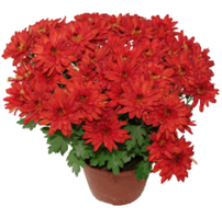 Горщики для хризантем