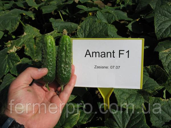 Насіння огірка Амант F1/Amant F1 250 насіння Bejo