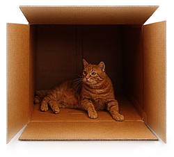 Терміново! Купіть кішці картонну коробку!