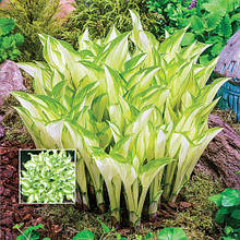 Хоста Kivi Spermint (Ківі Спермінт) контейнер 1 л