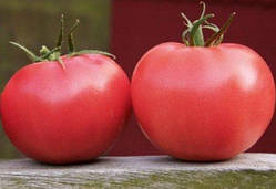 Насіння томату Афен F1 (250 нас.) Clause