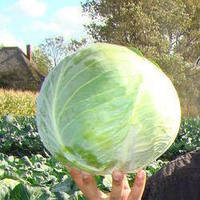 Бригадир F1 насіння капусти б/к ( 2500 нас.) Clause