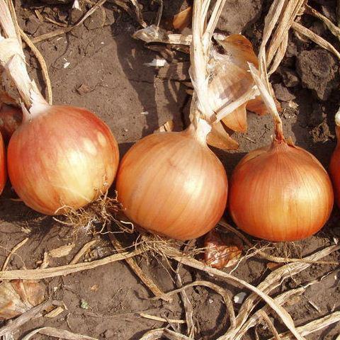 Насіння цибулі ріпчастої Испаньол (500 г) Clause, фото 1