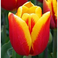 Луковиці тюльпанів тріумф Kees Nellis 3 шт.