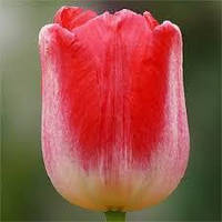 Луковиці тюльпанів тріумф Judith Leyster 3 шт.