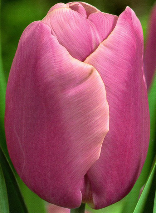 Луковиці тюльпанів тріумф Holland Beauty 3 шт.