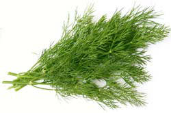 Насіння кропу