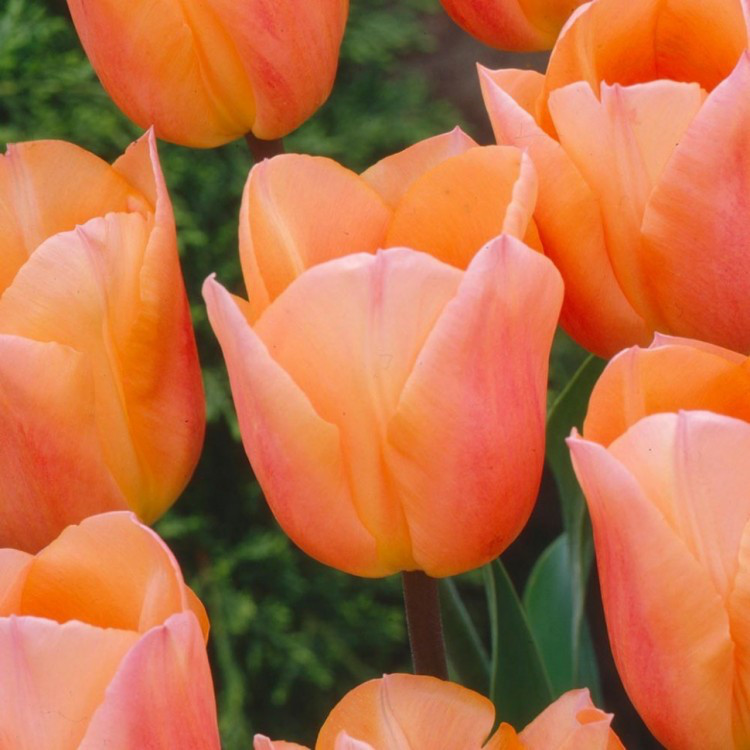 Луковиці тюльпанів тріумф Apricot Beauty 3 шт.