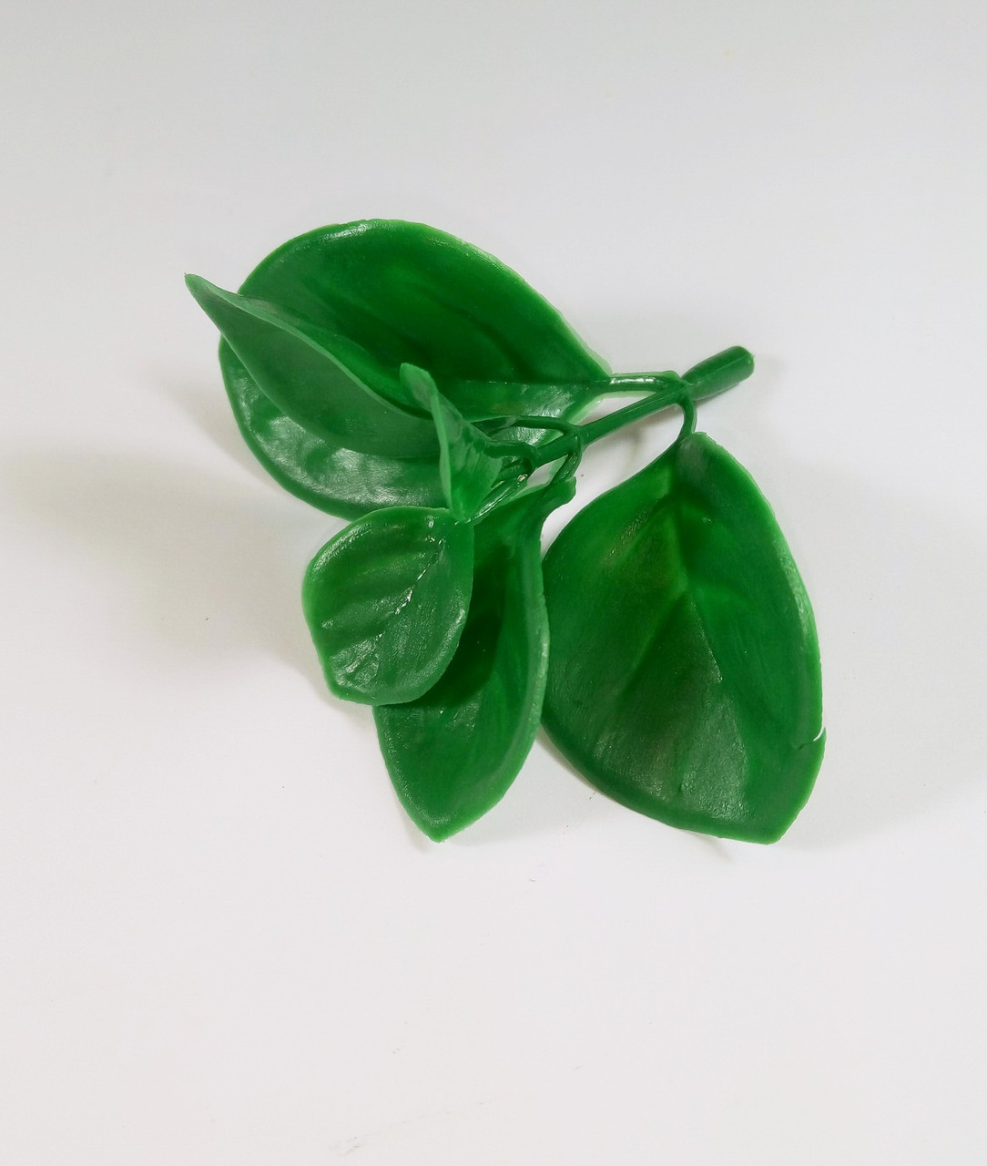 Додаток, самшит великий, фото 1