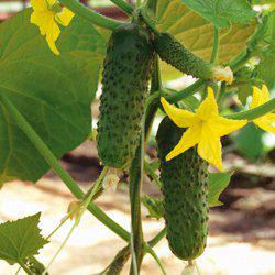 Амур F1 (1000 нас.) насіння огірка Bejo, фото 1