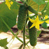 Амур F1 (1000 нас.) насіння огірка Bejo