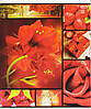Зошит 48 арк. клітка "Різнобарвні квіти" 2283, фото 2