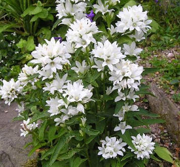 Дзвіночок скучений Альба