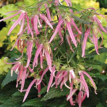 Дзвіночок точковий Pink Oktopus