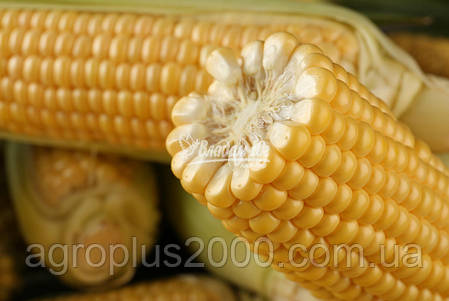 Насіння Кукурудза цукрова Турбін F1, 5000 насіння Clause, фото 2