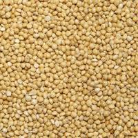 Насіння проса КОЗАЦКЕ еліта 1 репродукція