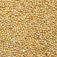 Насіння проса КОЗАЦКЕ еліта 1 репродукція