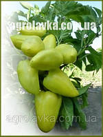 Насіння перцю солодкого ЯНИКА F1(Kitano) 500c