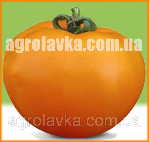 Індетермінантний Томат Ямамото (KS 10) F1(Kitano) 1000с, фото 1