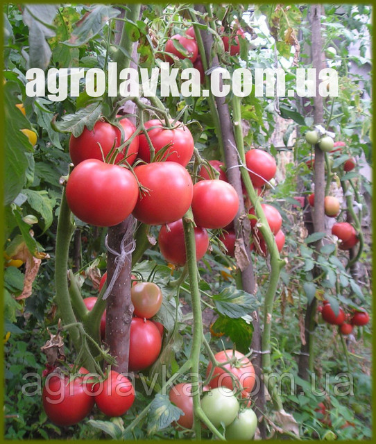 Насіння томату детермінантного КАСАМОРИ F1 (Kitano) 1000с