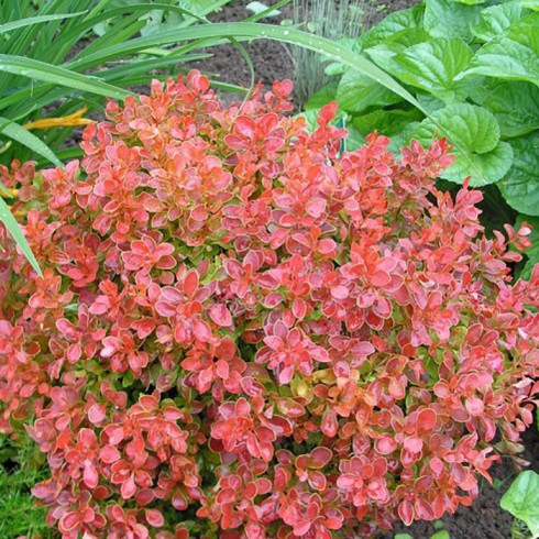 Қара шұлық киген ханым