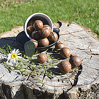 Горіх макадамія в шкаралупі