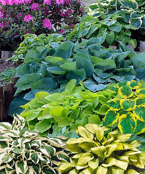 Hosta Mix \ Хоста Мікс ( саджанці 5шт) без вказівки сортів, фото 3