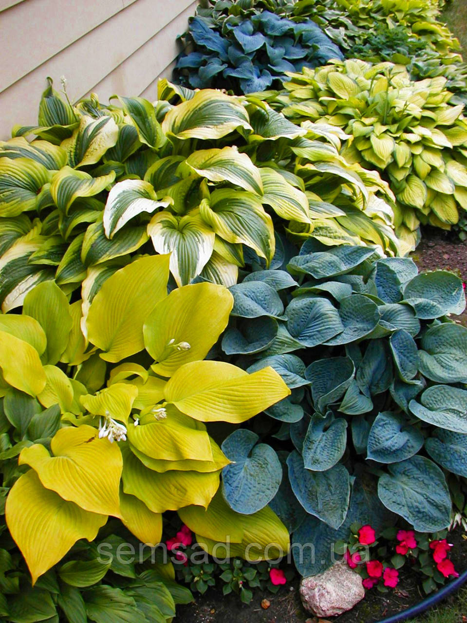 Hosta Mix \ Хоста Мікс ( саджанці 5шт) без вказівки сортів