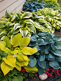 Hosta Mix \ Хоста Мікс ( саджанці 5шт) без вказівки сортів
