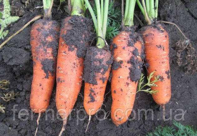 Семена моркови Абако F1(от 2,0 мм и более) Seminis 1 млн семян - фото 2 - id-p410810778