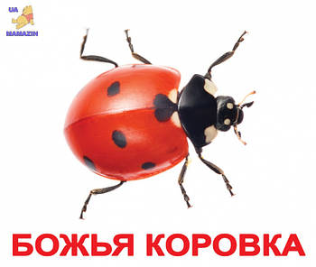 Карточки большие русские с фактами "Насекомые" 095269
