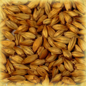 Солод пивоварний Wheat (пшеничний)
