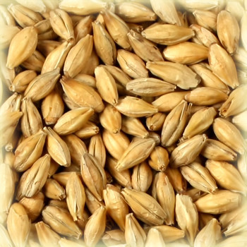 Солод Castle Malting ШАТО СМОУКТ (КОПЧЕНИЙ) Smoked