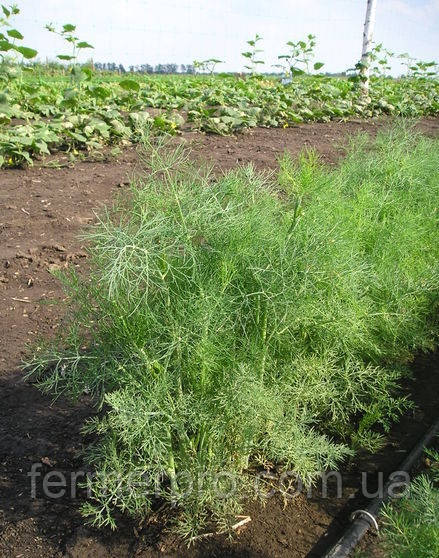 Насіння Укропа Дарк, 0,5 кг, Sais, в банці, фото 1