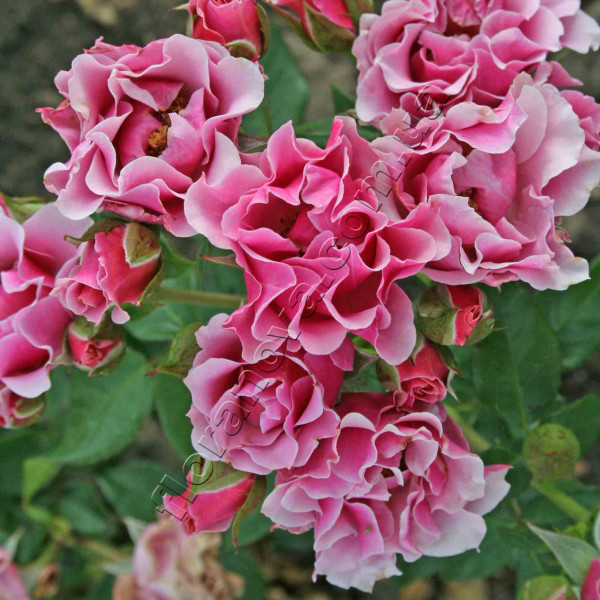 Троянда мініатюрна Санта Монікаі, фото 1