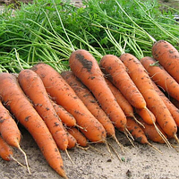 Насіння морква Колтан (1,6-1,8) 100000 насіння Nunhems (Нумен)
