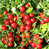 Насіння томату Руфус F1 (1000 нас.) ESASEM, фото 2